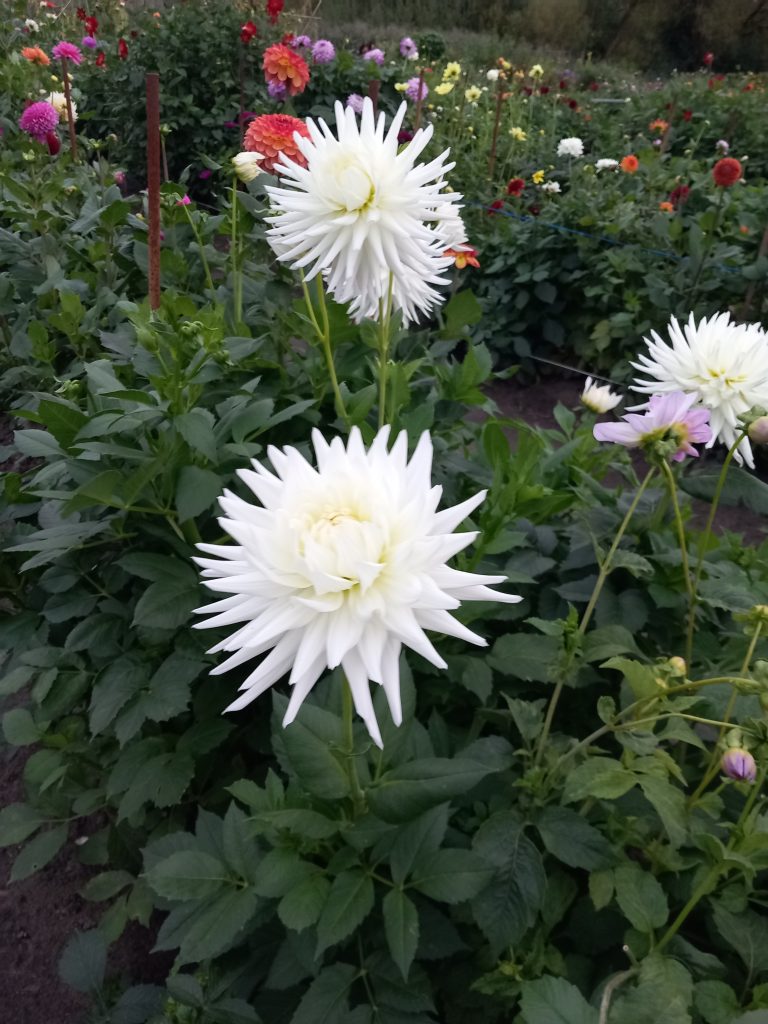 Dahliatuin