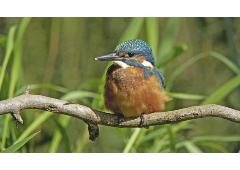 Filmvoorstelling De kleine Dommel op zondag 17 mei om 13.30 uur